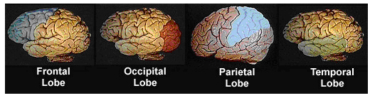4 diagrams of brain highlighting from left to right: frontal lobe, occipital lobe, parietal lobe, temporal lobe
