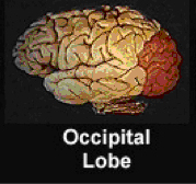 Picture of brain highlighting the occipital lobe